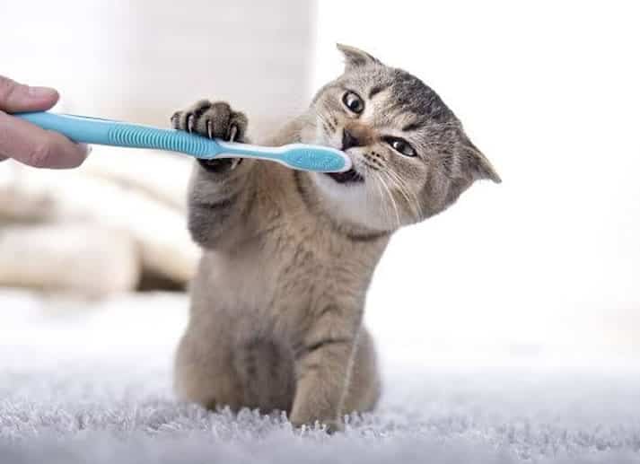 PAVVET AĞIZ ve DİŞ SAĞLIĞI