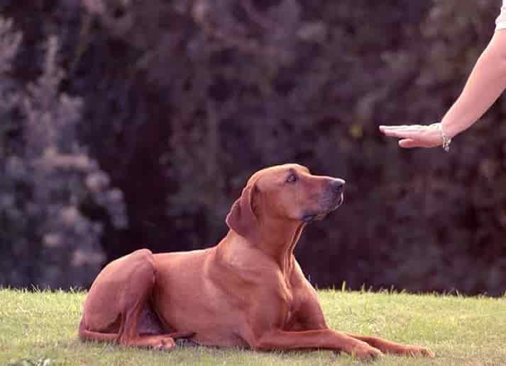 PAVVET HAYVAN DAVRANIŞLARI ve FİZYOLOJİSİ