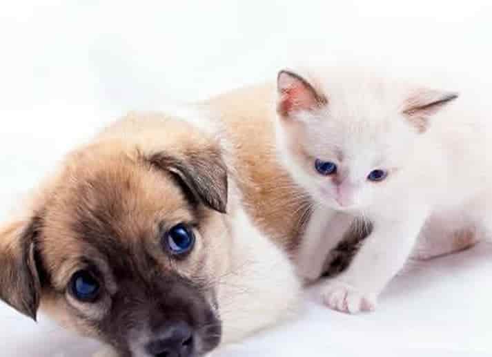 PAVVET DOĞUM ve JİNEKOLOJİ