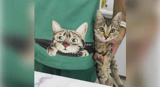 pavvet pawet galeri 4