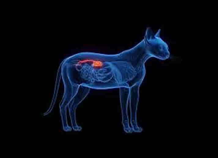 PAVVET ÜRİNER SİSTEM